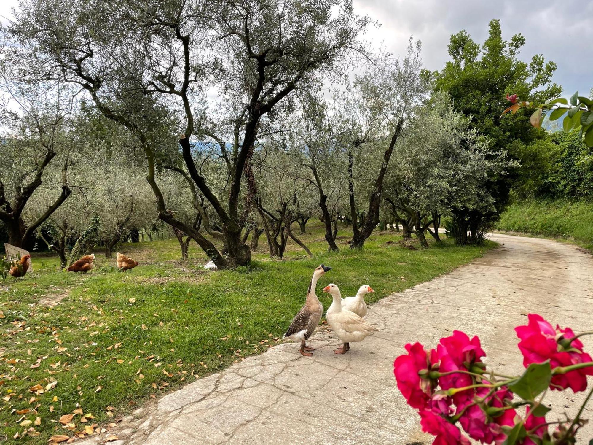 Agriturismo Torre Ercolana Anagni Exterior photo